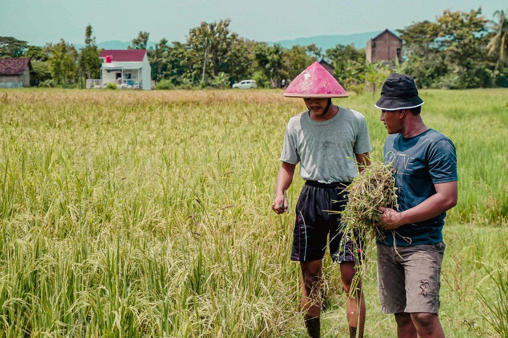 Optimization of the Rice Agro-Industry Through Modern Technological Support